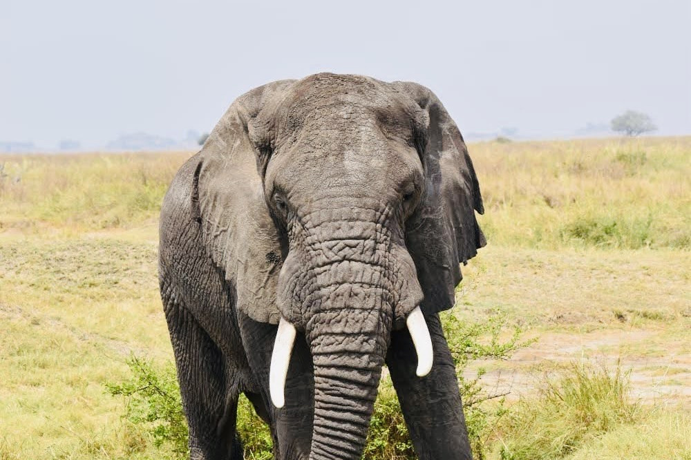 Elefanti: dove ammirarli in Tanzania