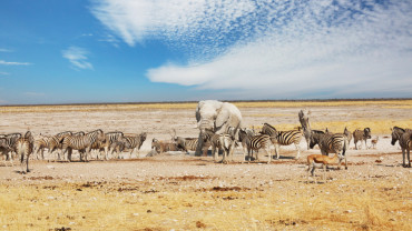 The Great Migration in Tanzania: a natural spectacle not to be missed