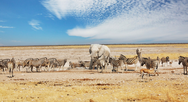 The Great Migration in Tanzania: a natural spectacle not to be missed