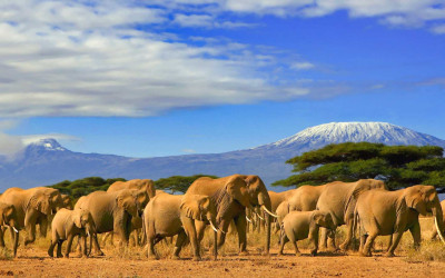 gruppo di elefanti migrazione