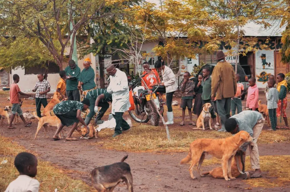 La missione del dottor Maguo per salvare i cani randagi della Tanzania