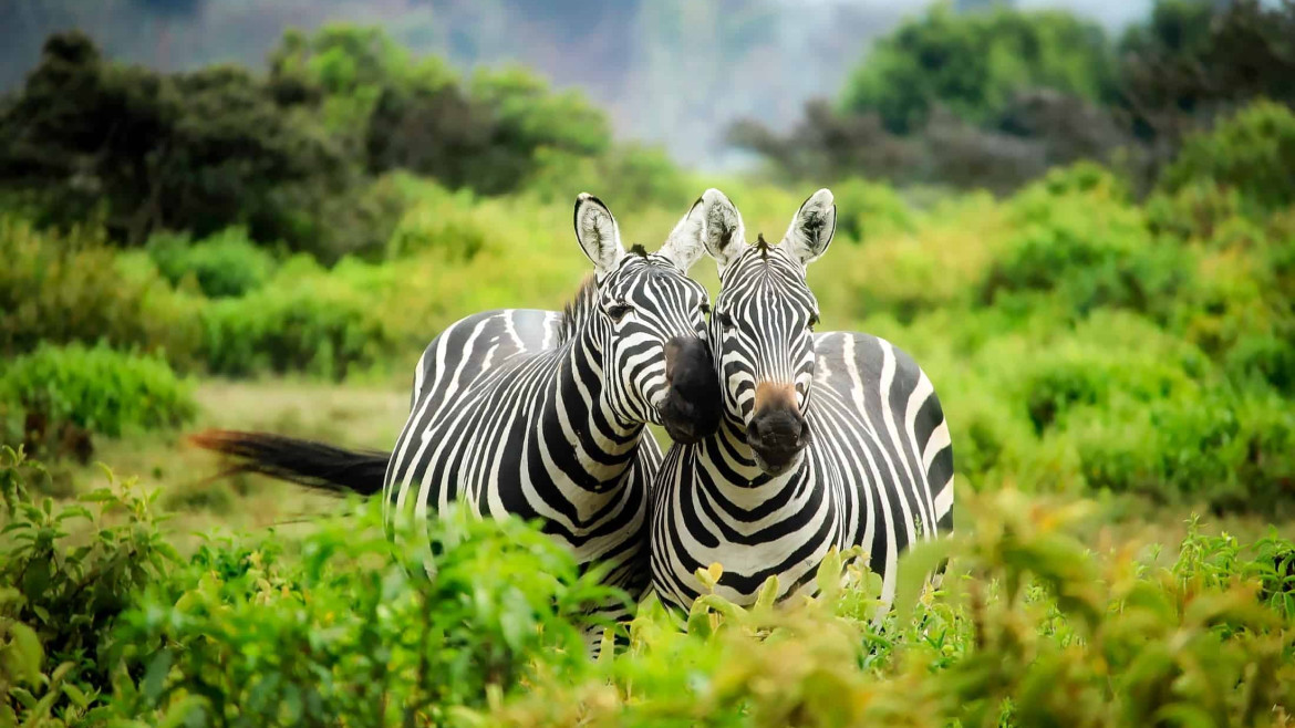 I parchi nazionali della Tanzania: solo per avventurosi