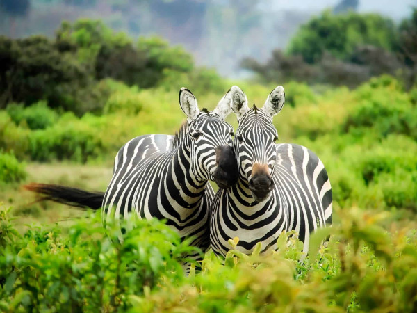 safari nei parchi nazionali della tanzania