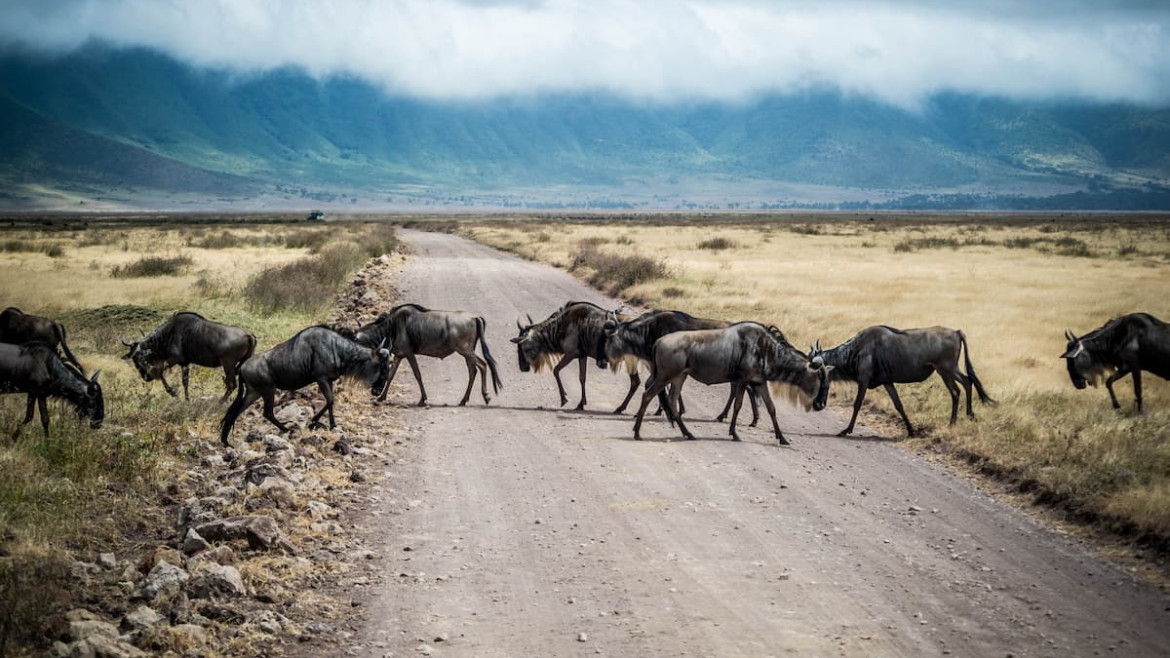 SAFARI IN TANZANIA, WHICH IS THE BEST TIME