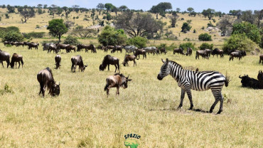 Serengeti, tra grande migrazione e stagione delle nascite
