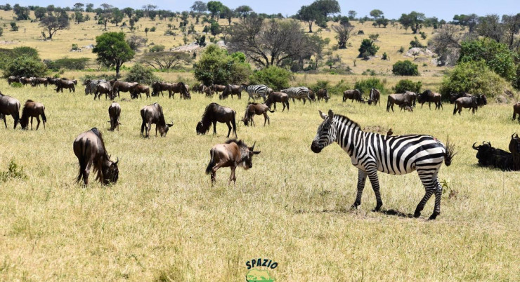 Serengeti, tra grande migrazione e stagione delle nascite