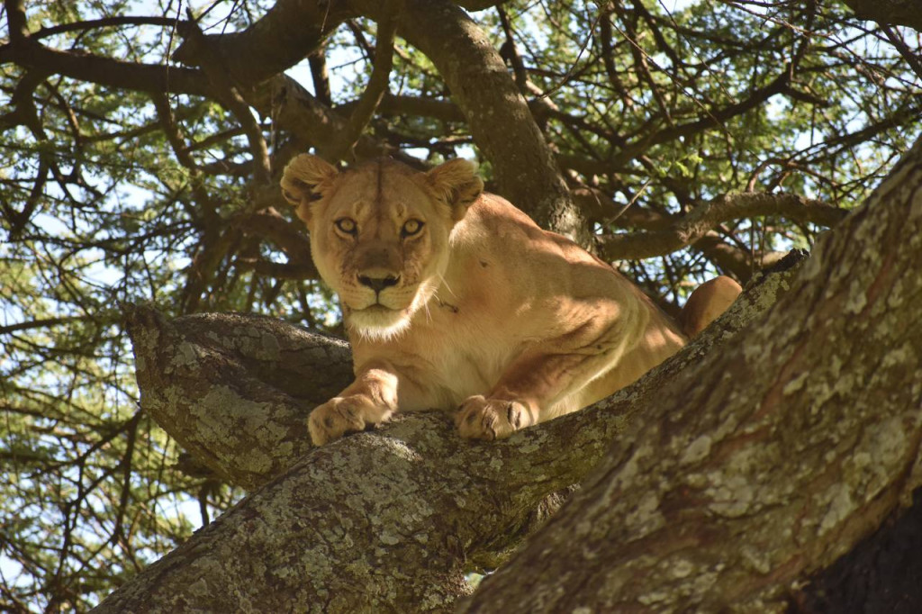 Animali della savana tanzaniana