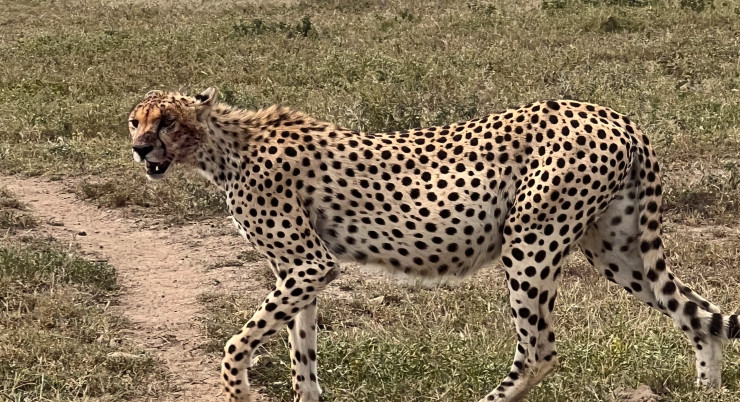 The Cheetah, the sleek and fast animal of the savannah plains
