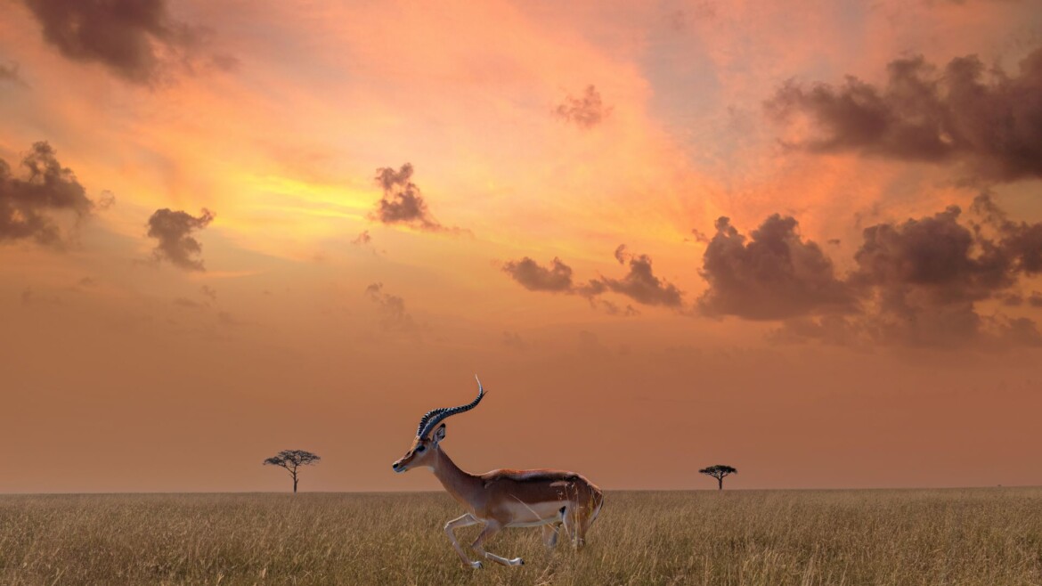 Serengeti: a journey with the senses into the beating heart of the savanna