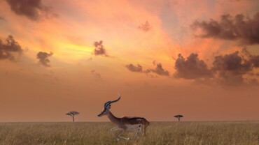 Serengeti: a journey with the senses into the beating heart of the savanna