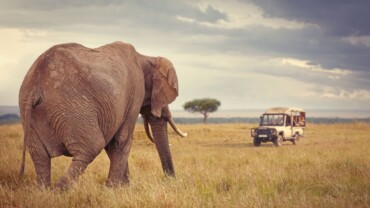 When to visit Tanzania: a guide to the climate and the best time for a safari