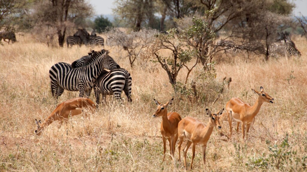 Animali nel parco del Tarangire