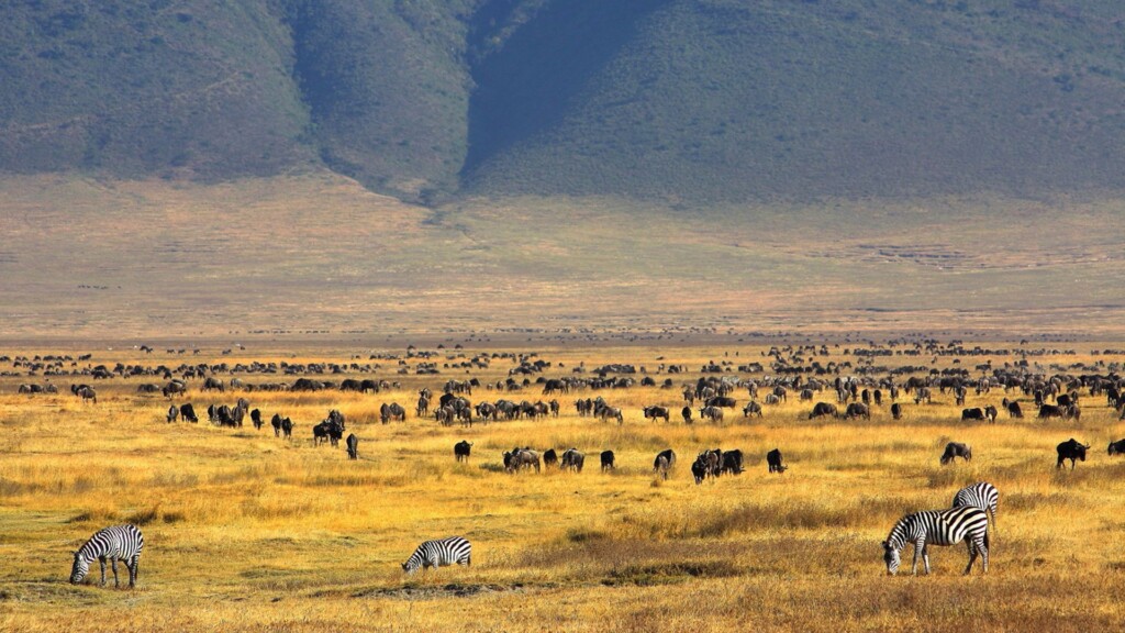 Safari nel cratere Ngorongoro