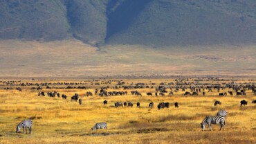 Safari nel Cratere di Ngorongoro: animali, paesaggi e consigli di viaggio