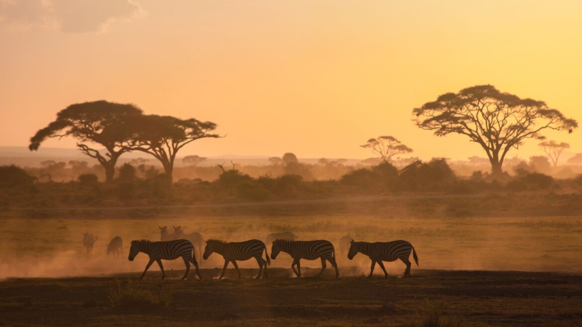 Quando prenotare un safari in Tanzania? Guida ai tempi giusti per organizzare il viaggio