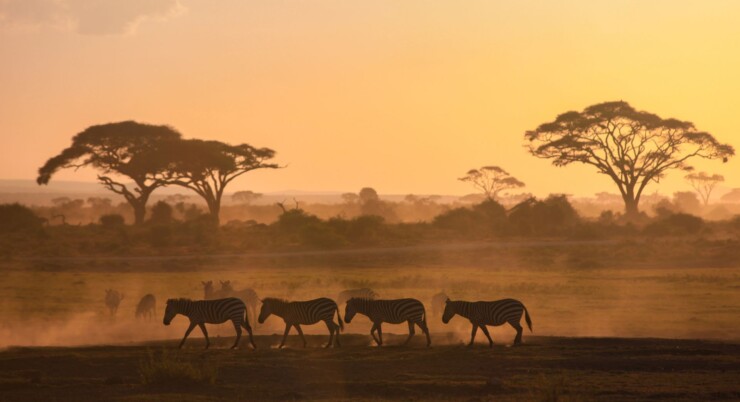 Quando prenotare un safari in Tanzania? Guida ai tempi giusti per organizzare il viaggio